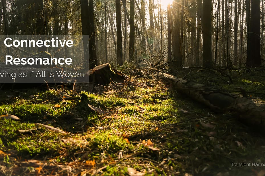 A sun-drenched forest floor covered in vivid green moss, with golden light breaking through tall trees in the background, overlaid with the text "Connective Resonance: Living as if All is Woven" — a Transient Harmony reflection by Braddon Damien White